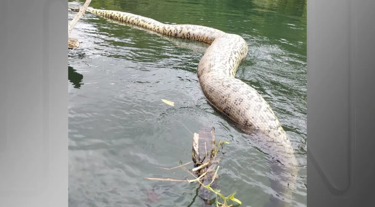  Sucuri foi encontrada morta no rio Formoso, no Mato Grosso do Sul 